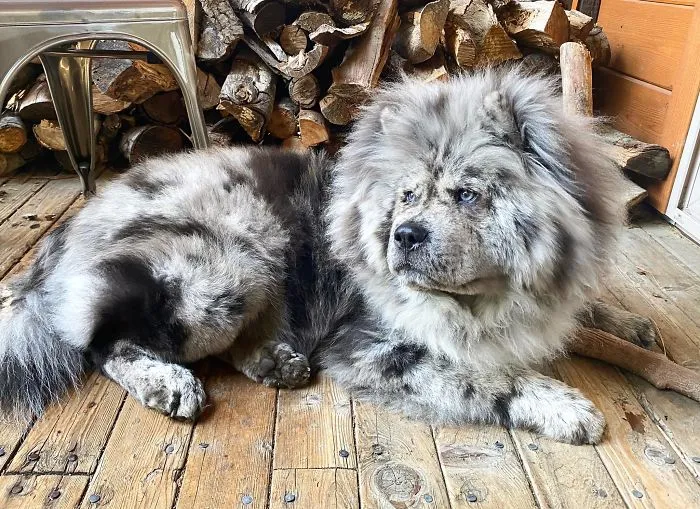 Puppy Who Went Viral For Looking Like An 'Oreo Cloud' Is Becoming The 85-Pound Lion He Was Destined To Be (27 Pics)