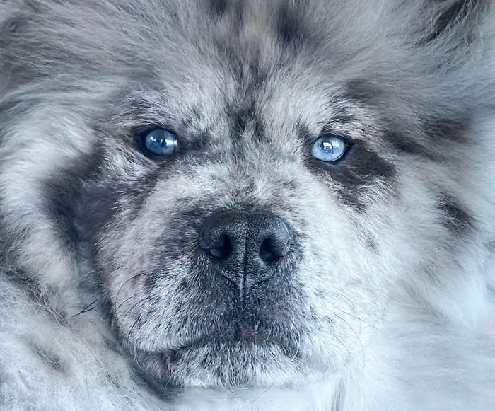 Puppy Who Went Viral For Looking Like An 'Oreo Cloud' Is Becoming The 85-Pound Lion He Was Destined To Be (27 Pics)