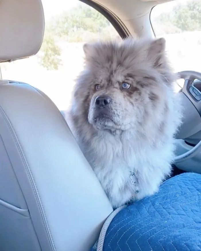 Puppy Who Went Viral For Looking Like An 'Oreo Cloud' Is Becoming The 85-Pound Lion He Was Destined To Be (27 Pics)