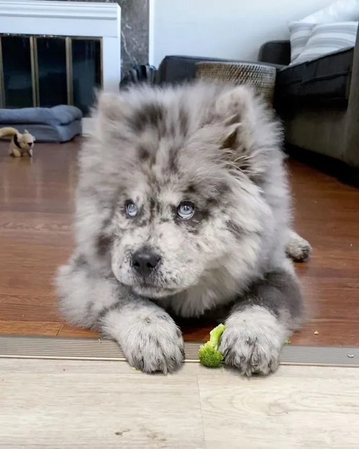 Puppy Who Went Viral For Looking Like An 'Oreo Cloud' Is Becoming The 85-Pound Lion He Was Destined To Be (27 Pics)