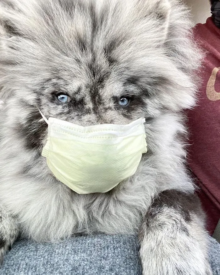 Puppy Who Went Viral For Looking Like An 'Oreo Cloud' Is Becoming The 85-Pound Lion He Was Destined To Be (27 Pics)