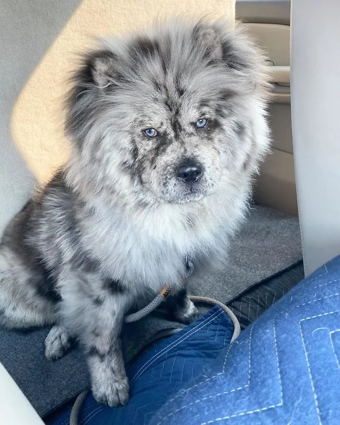 Puppy Who Went Viral For Looking Like An 'Oreo Cloud' Is Becoming The 85-Pound Lion He Was Destined To Be (27 Pics)