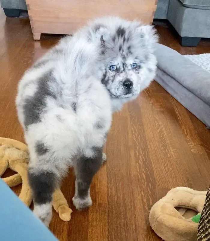 Puppy Who Went Viral For Looking Like An 'Oreo Cloud' Is Becoming The 85-Pound Lion He Was Destined To Be (27 Pics)