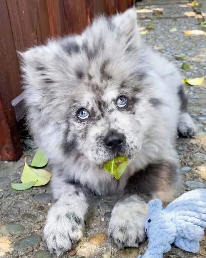 Puppy Who Went Viral For Looking Like An 'Oreo Cloud' Is Becoming The 85-Pound Lion He Was Destined To Be (27 Pics)