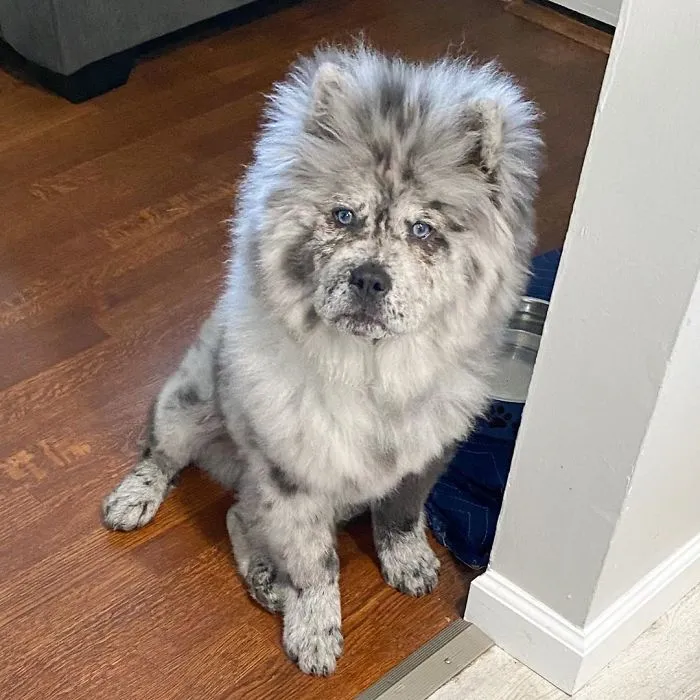 Puppy Who Went Viral For Looking Like An 'Oreo Cloud' Is Becoming The 85-Pound Lion He Was Destined To Be (27 Pics)