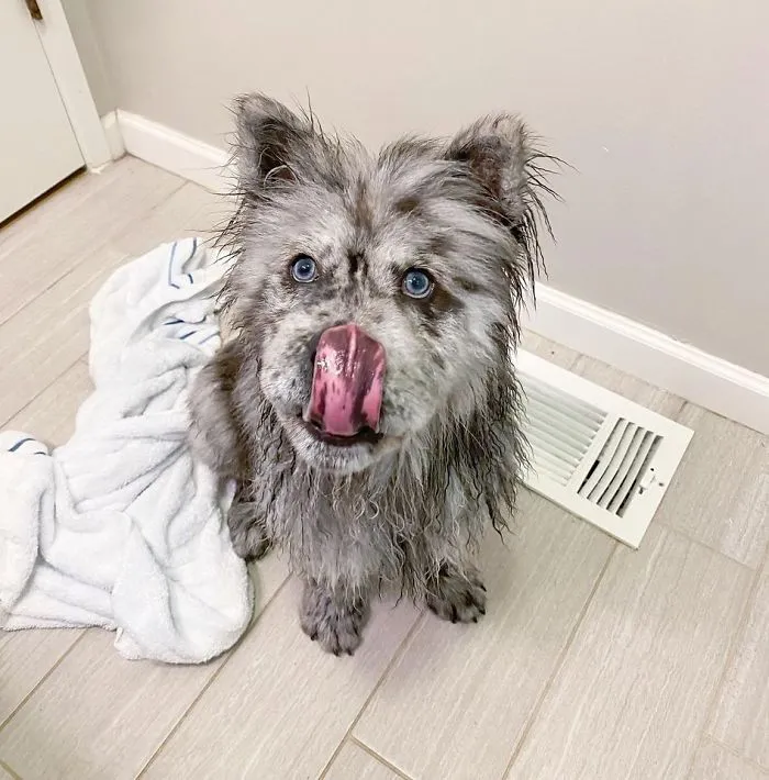 Puppy Who Went Viral For Looking Like An 'Oreo Cloud' Is Becoming The 85-Pound Lion He Was Destined To Be (27 Pics)