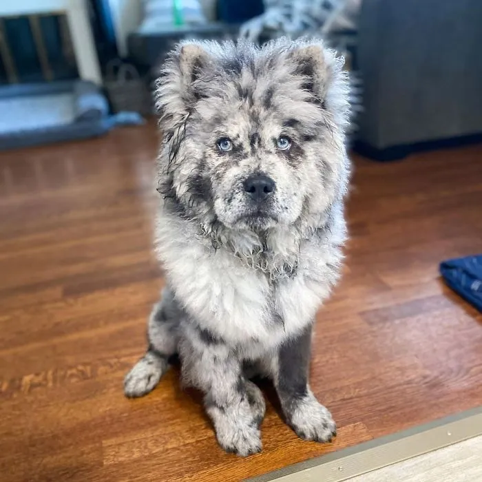 Puppy Who Went Viral For Looking Like An 'Oreo Cloud' Is Becoming The 85-Pound Lion He Was Destined To Be (27 Pics)