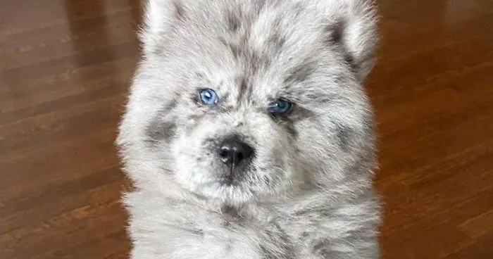 Puppy Who Went Viral For Looking Like An 'Oreo Cloud' Is Becoming The 85-Pound Lion He Was Destined To Be (27 Pics)
