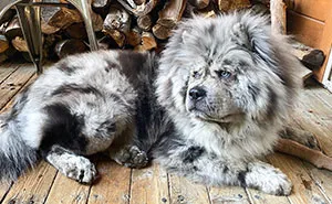 Puppy Who Went Viral For Looking Like An 'Oreo Cloud' Is Becoming The 85-Pound Lion He Was Destined To Be (27 Pics)