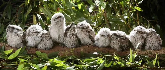 28 Cute Frogmouth Babies That Have Very Expressive Looks