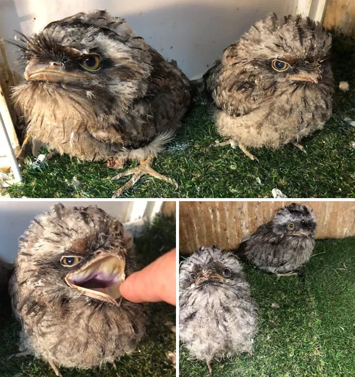 28 Cute Frogmouth Babies That Have Very Expressive Looks