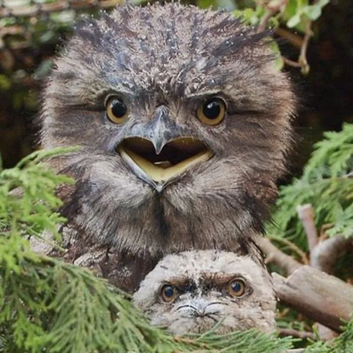 28 Cute Frogmouth Babies That Have Very Expressive Looks