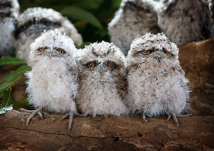 28 Cute Frogmouth Babies That Have Very Expressive Looks