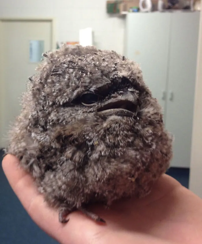 28 Cute Frogmouth Babies That Have Very Expressive Looks
