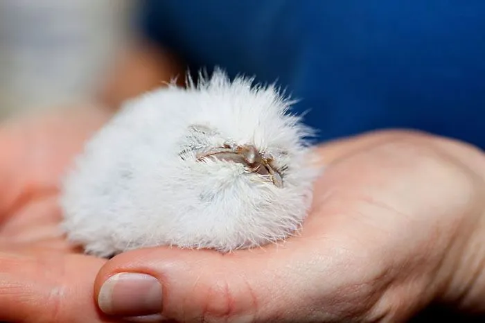 28 Cute Frogmouth Babies That Have Very Expressive Looks