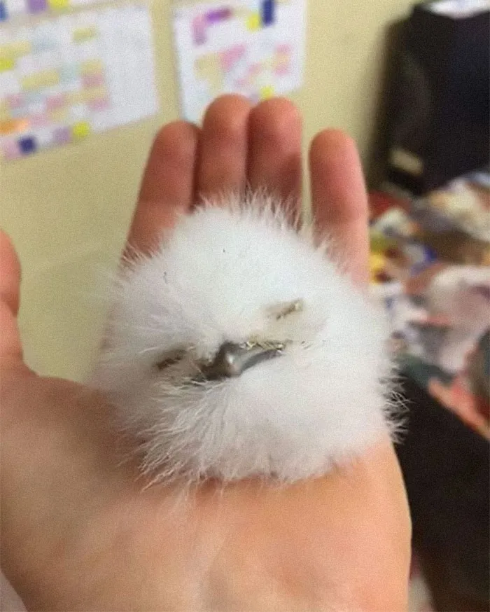 28 Cute Frogmouth Babies That Have Very Expressive Looks
