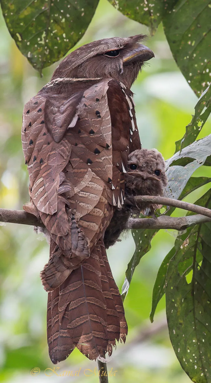 28 Cute Frogmouth Babies That Have Very Expressive Looks