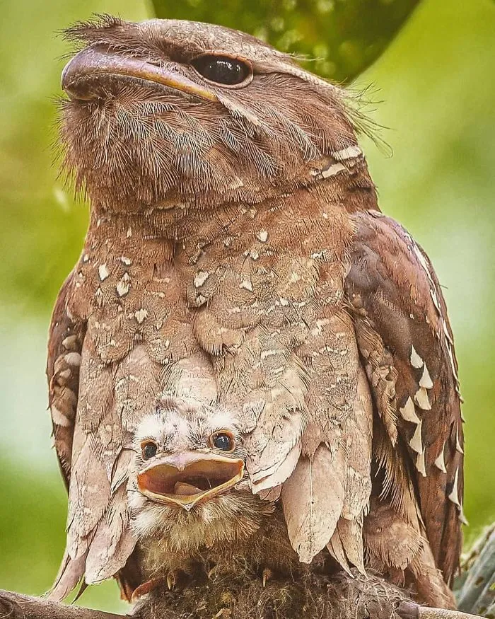 28 Cute Frogmouth Babies That Have Very Expressive Looks