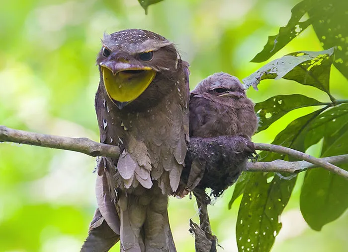 28 Cute Frogmouth Babies That Have Very Expressive Looks