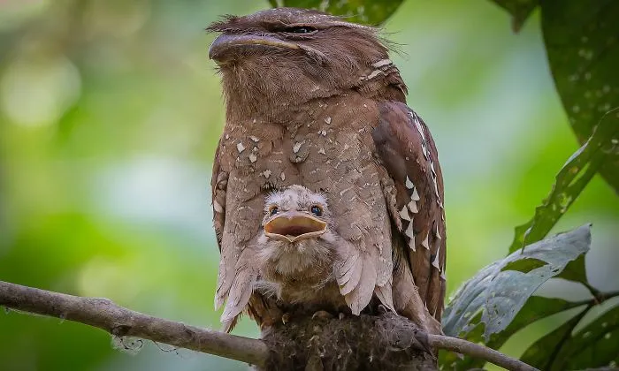 28 Cute Frogmouth Babies That Have Very Expressive Looks
