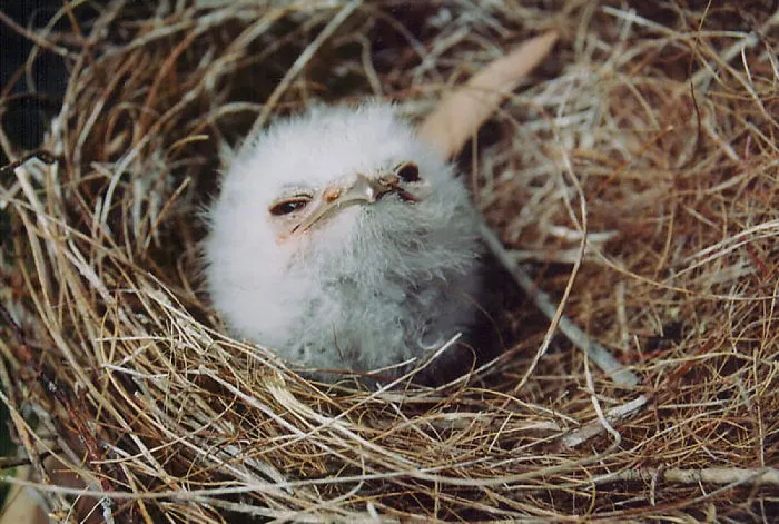 28 Cute Frogmouth Babies That Have Very Expressive Looks