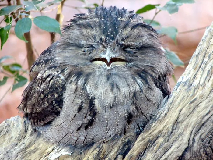 28 Cute Frogmouth Babies That Have Very Expressive Looks