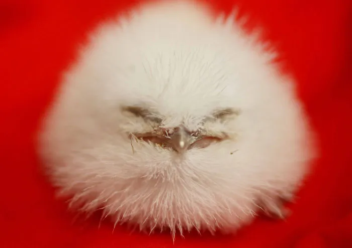 28 Cute Frogmouth Babies That Have Very Expressive Looks