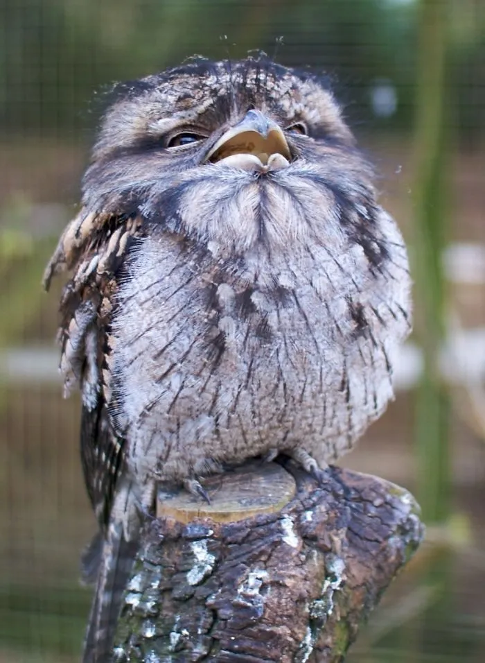 28 Cute Frogmouth Babies That Have Very Expressive Looks