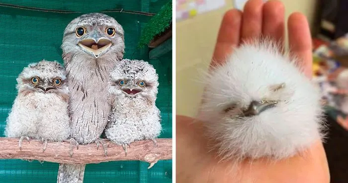 28 Cute Frogmouth Babies That Have Very Expressive Looks