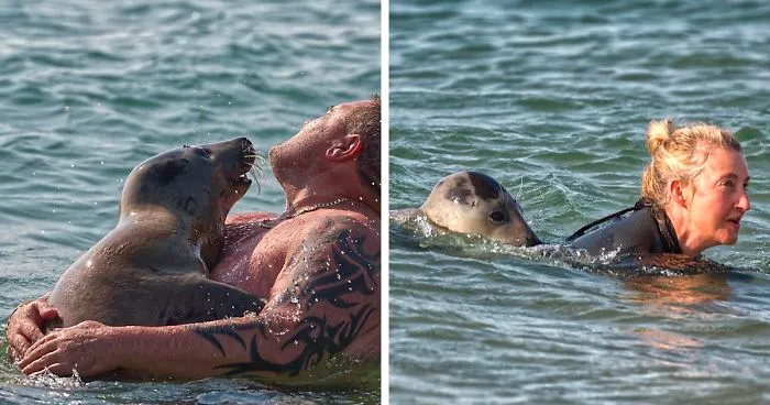 Sammy The Seal Is So Outgoing, He's Making Human Friends At The Beach