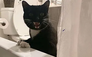 50 Cats Shamelessly Disrespecting People's Personal Space