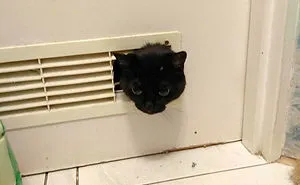 50 Cats Shamelessly Disrespecting People's Personal Space