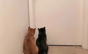 50 Cats Shamelessly Disrespecting People's Personal Space