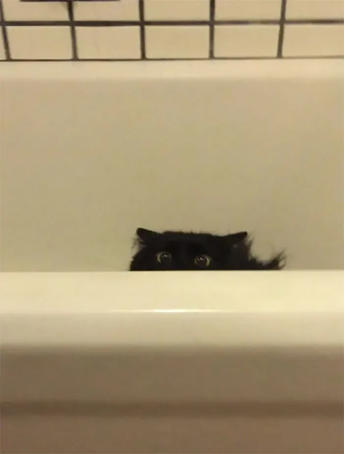 My Cat Likes To Hunt Me When I Go To The Bathroom