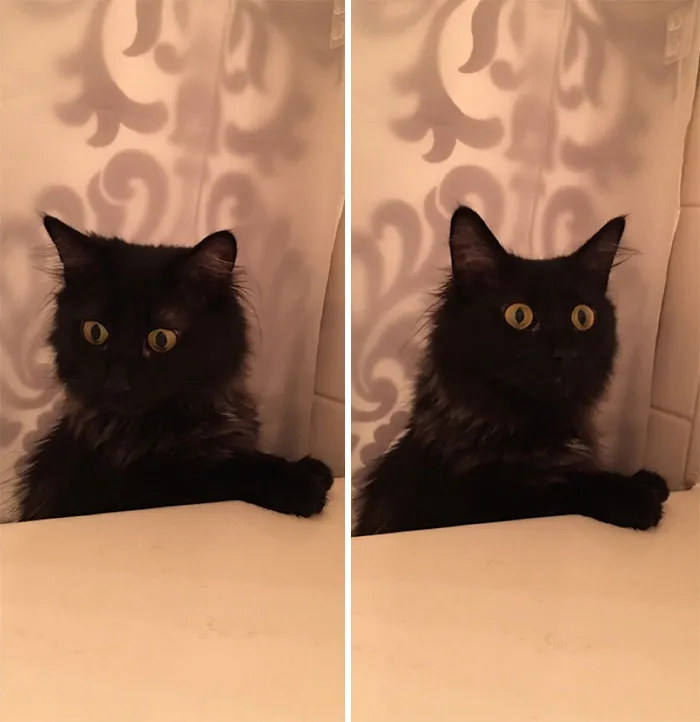 My Cat Is Legitimately Concerned That I Am In The Bath