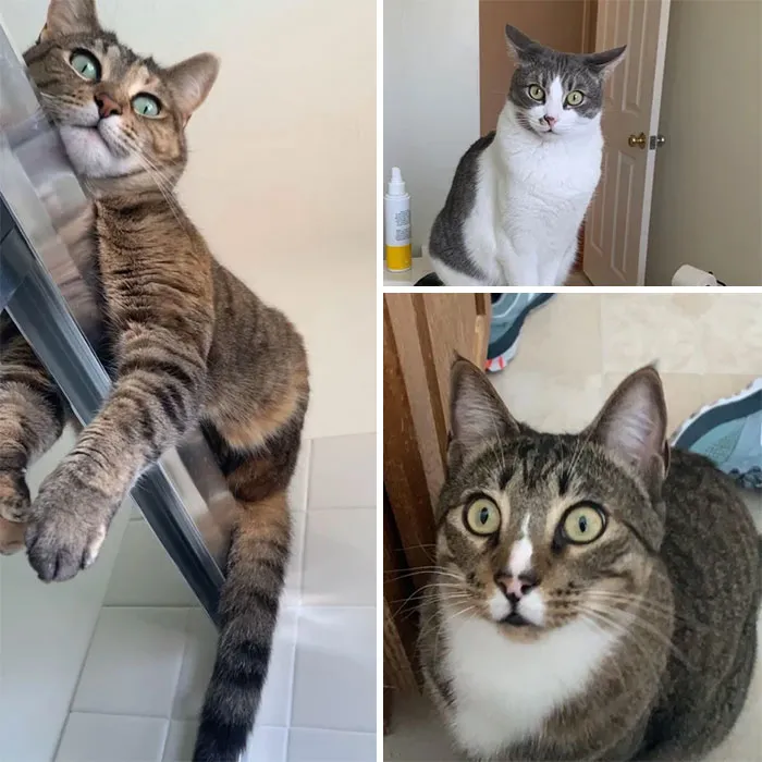 Do Your Cats Watch You Shower? Cuz Mine Do. And They Have Done This Since They Were Kittens. Every Shower