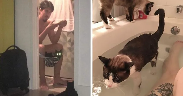 50 Cats Shamelessly Disrespecting People's Personal Space