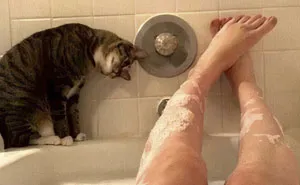 50 Cats Shamelessly Disrespecting People's Personal Space