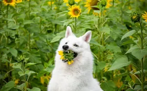 Woman’s Photoshoot Of Her Three Dogs With Sunflowers Goes Hilariously Wrong When They Discover How Tasty The Flowers Are
