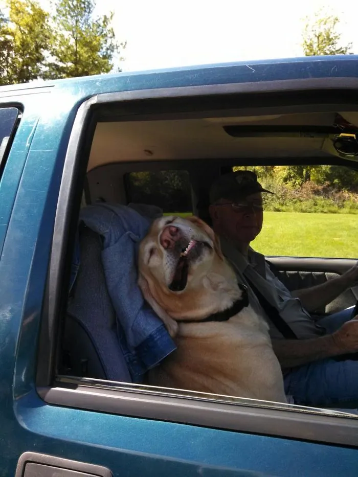 40 Perros que disfrutan haciendo el tonto al viajar en coche y sus dueños tuvieron que sacarles una foto