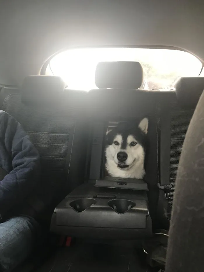 40 Times Doggos Acted So Ridiculously When Riding In Cars That Their Owners Just Had To Take A Pic
