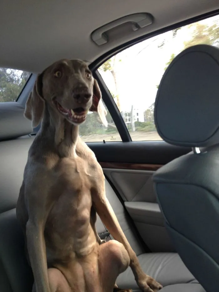 40 Perros que disfrutan haciendo el tonto al viajar en coche y sus dueños tuvieron que sacarles una foto