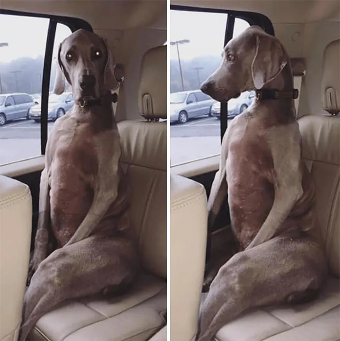 40 Times Doggos Acted So Ridiculously When Riding In Cars That Their Owners Just Had To Take A Pic
