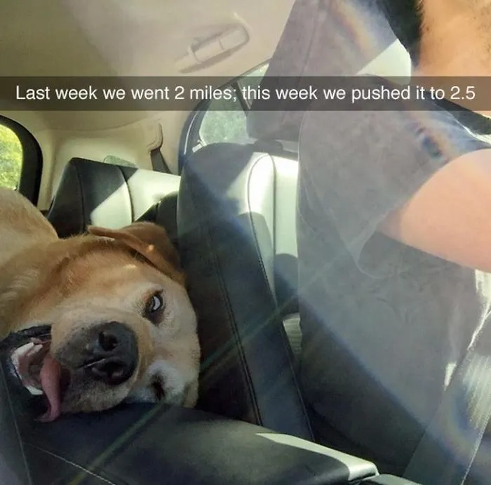 40 Perros que disfrutan haciendo el tonto al viajar en coche y sus dueños tuvieron que sacarles una foto