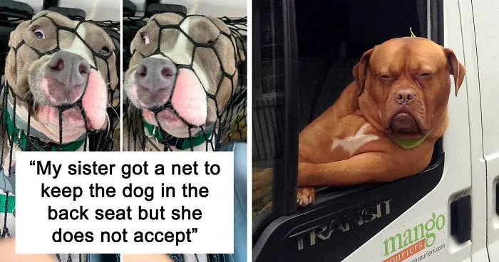 40 Times Doggos Acted So Ridiculously When Riding In Cars That Their Owners Just Had To Take A Pic