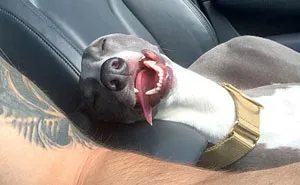 40 Times Doggos Acted So Ridiculously When Riding In Cars That Their Owners Just Had To Take A Pic
