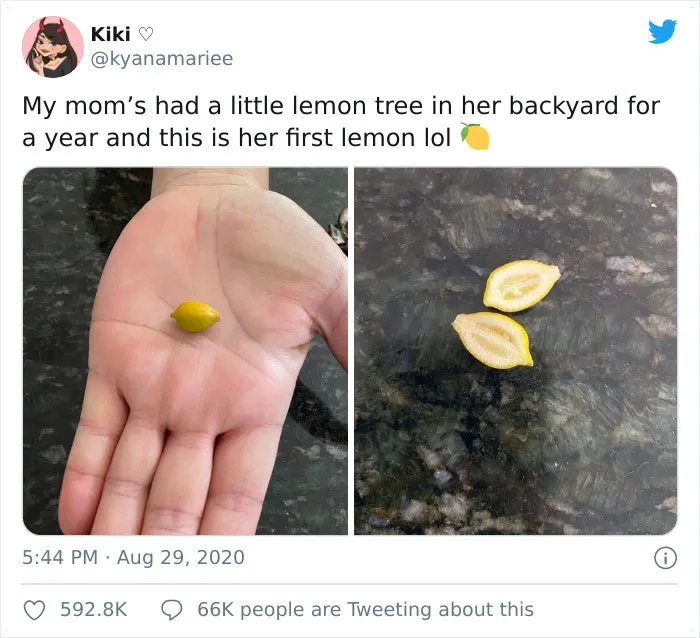'Failed Harvest': People Are Sharing What They Failed To Grow In 30 Funny Pics