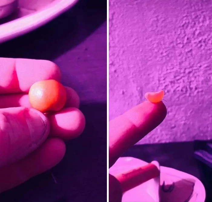 'Failed Harvest': People Are Sharing What They Failed To Grow In 30 Funny Pics