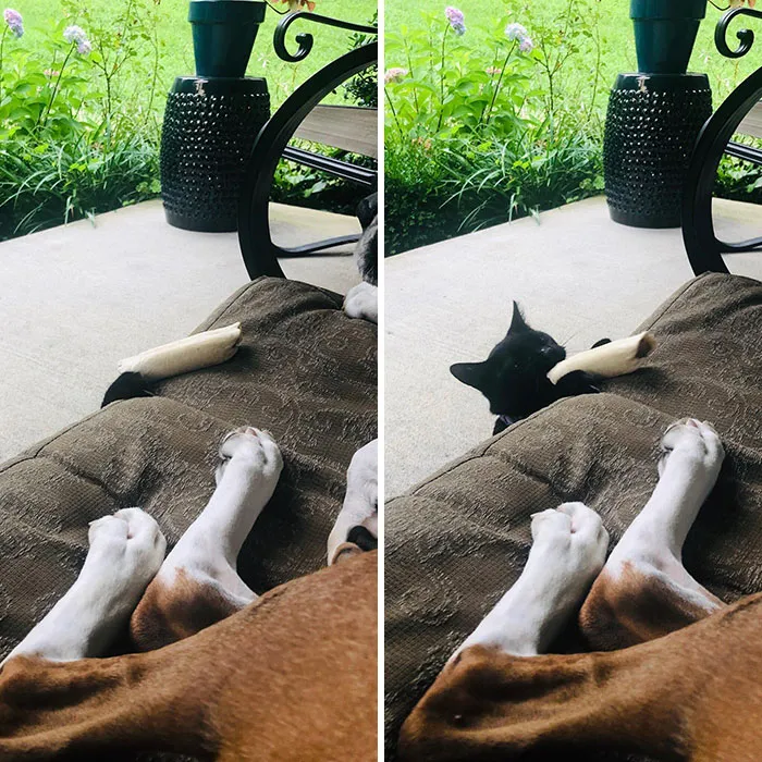 My Cat Stealing The Dogs Bone