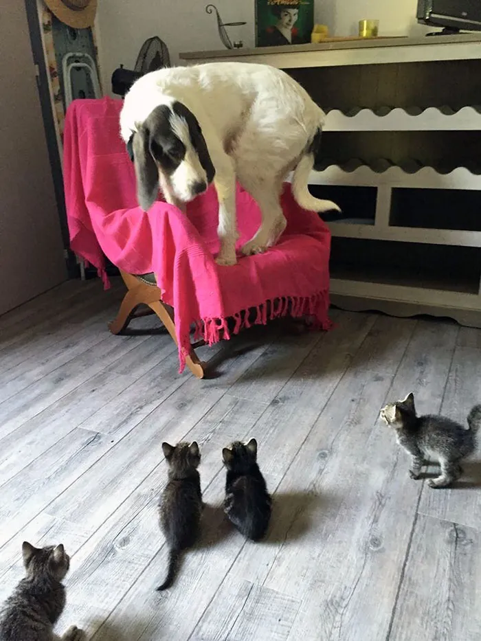 Please Call Master For Help. I Am Trapped In The Corner By Vicious Beasts